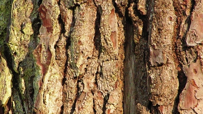 Els pins de la comarca es troben en perill per la plaga