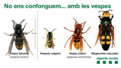 Comparativa de vespes